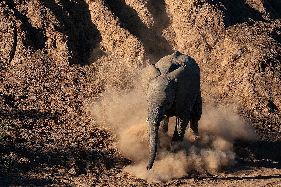 Afrikanisches Elefantenkalb (Loxodonta africana) beim Spaziergang im Staub, Mashatu Game Reserve, Botswana.