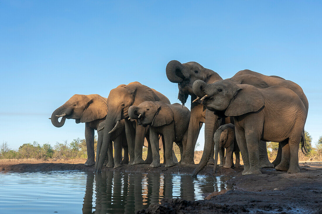 Afrikanische Elefanten (Loxodonta africana) beim Trinken an einer Wasserstelle, Mashatu Game Reserve, Botswana.