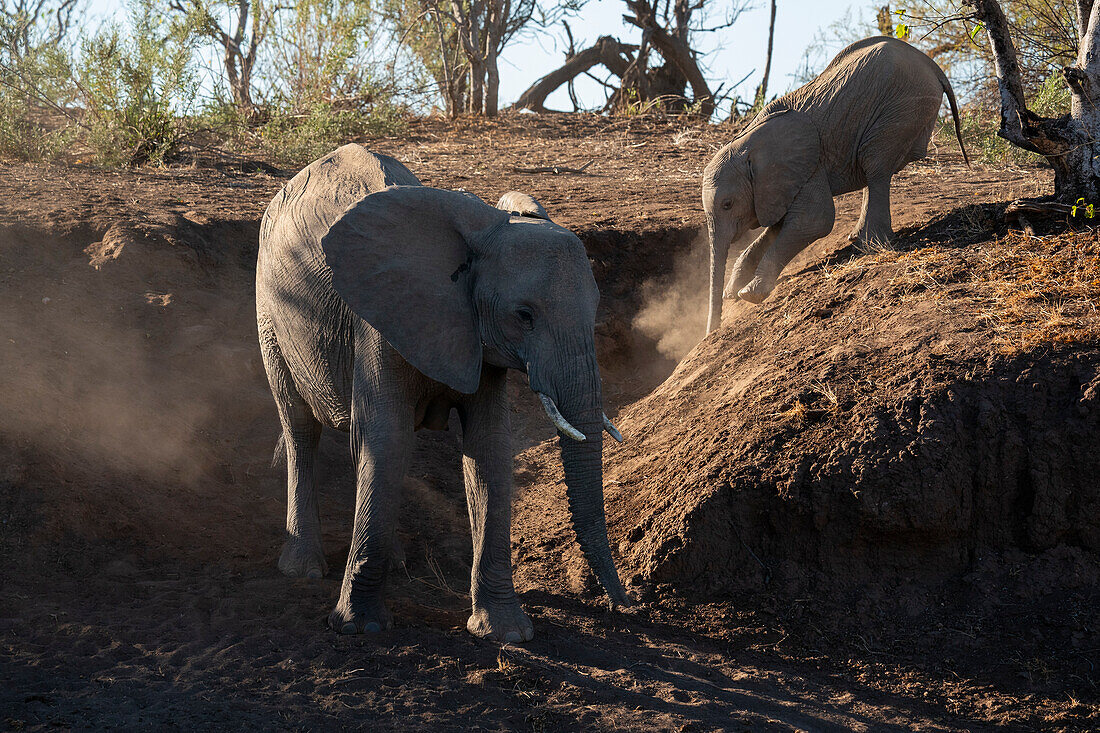 Afrikanische Elefanten (Loxodonta africana), Mashatu-Wildreservat, Botsuana.