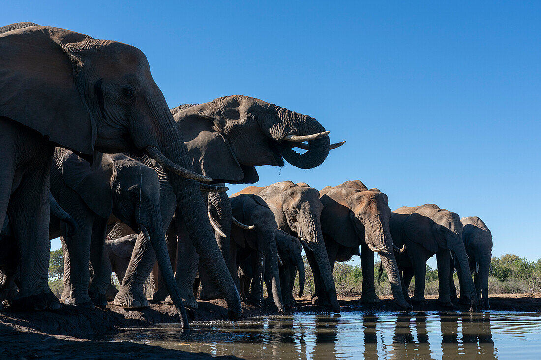 Afrikanische Elefanten (Loxodonta africana) trinken an einer Wasserstelle im Mashatu-Wildreservat in Botsuana.