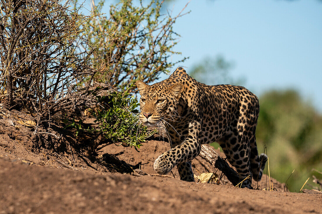 Ein Leopard (Panthera pardus) auf der Pirsch nach einer Beute, Mashatu Game Reserve, Botswana.
