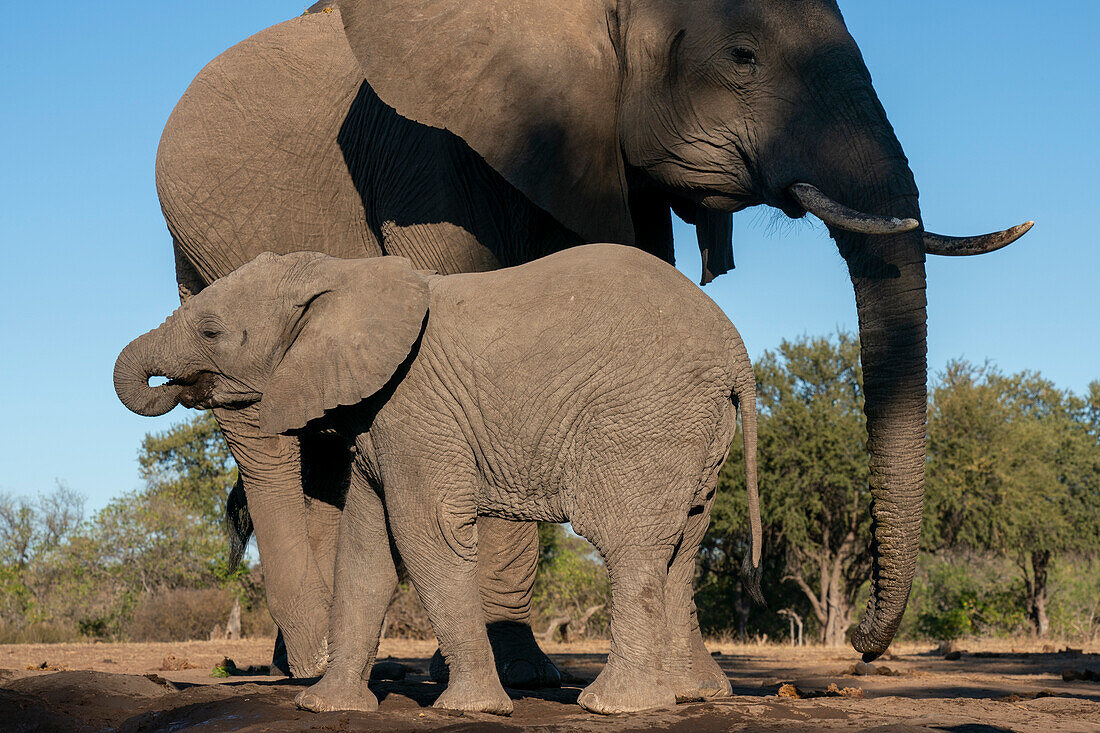 Afrikanischer Elefant (Loxodonta africana) und Kalb am Wasserloch, Mashatu Game Reserve, Botswana.