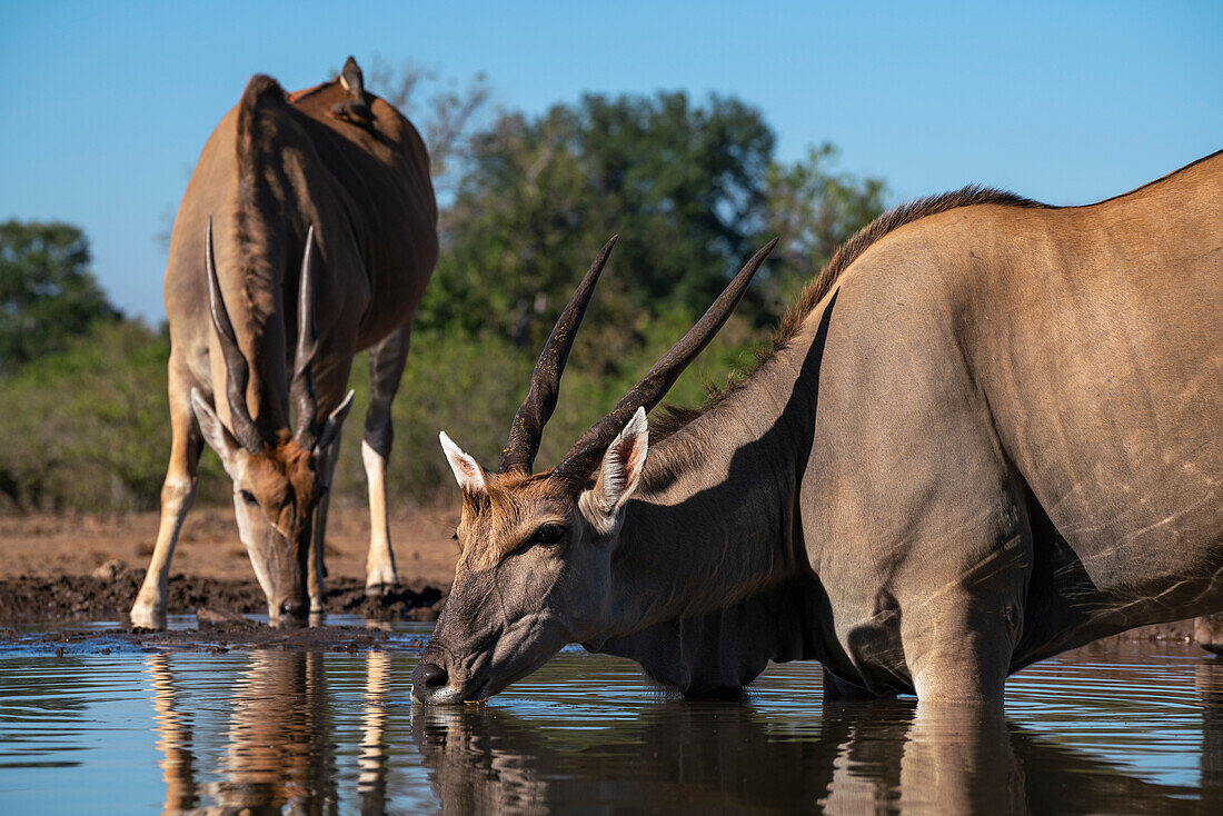 Elenantilope (Taurotragus oryx) beim Trinken am Wasserloch, Mashatu Game Reserve, Botswana.