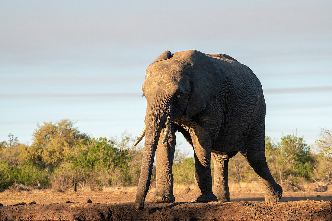 African elephant (Loxodonta africana),Mashatu Game Reserve,Botswana.