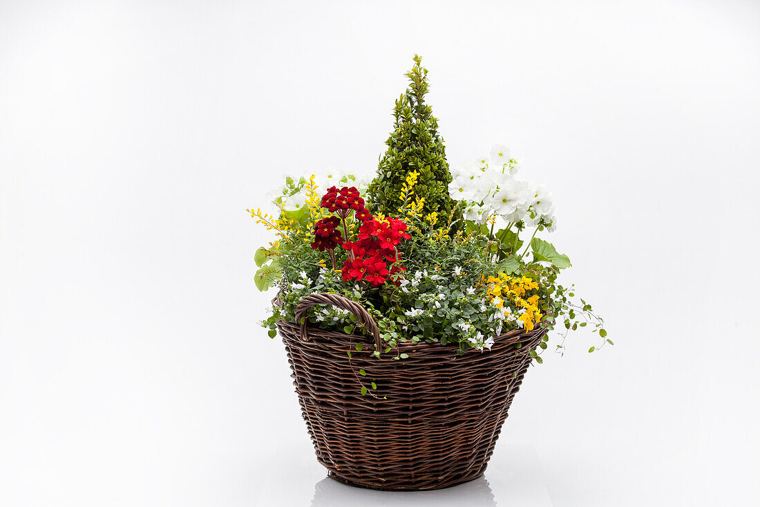 Group planting with box tree