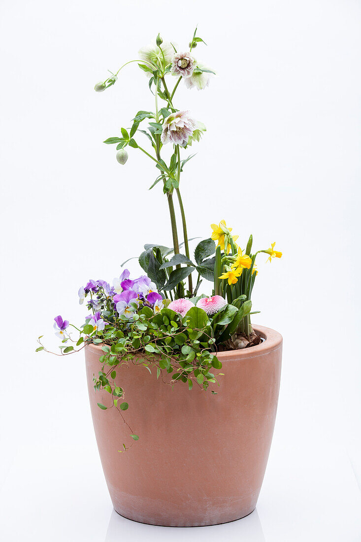 Group planting with Helleborus plants