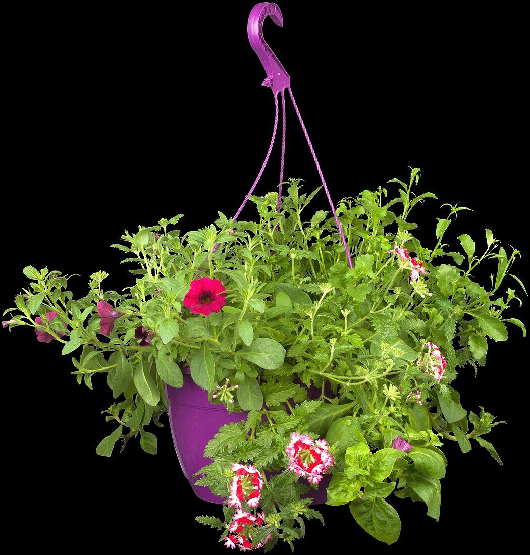 Verbena Petunia mix