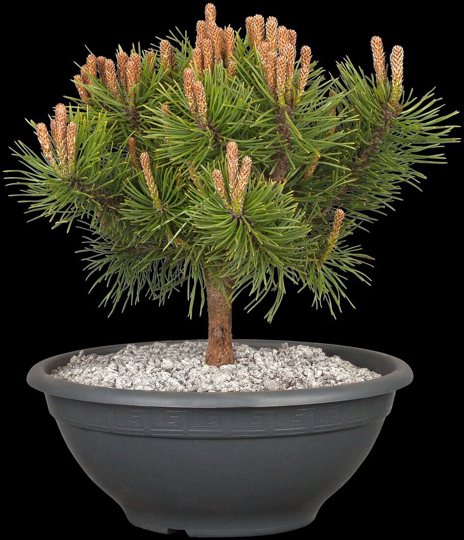 Pinus mugo 'Mops'