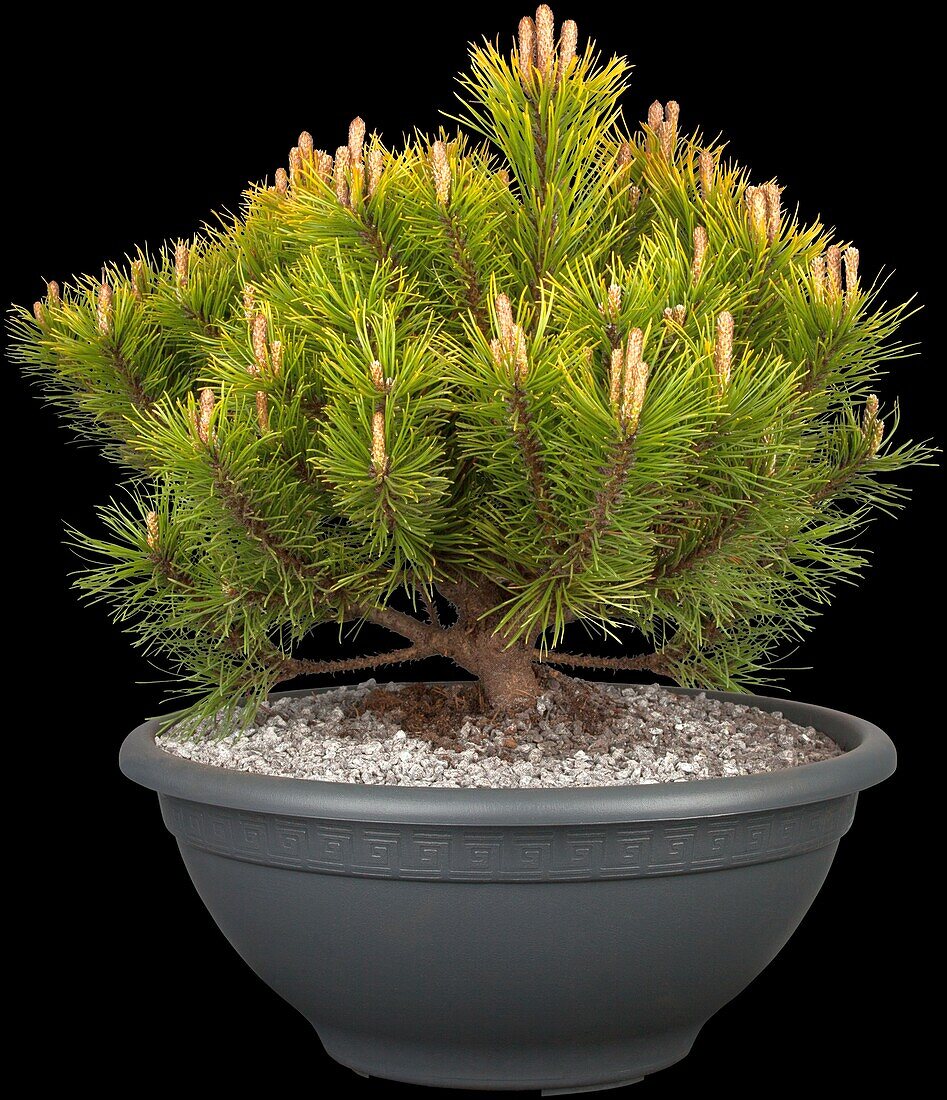 Pinus mugo 'Carsten's Wintergold'.