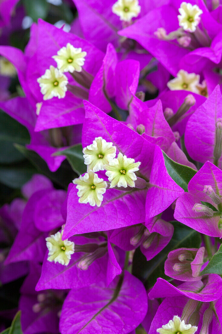 Bougainvillea glabra 'Sanderiana'