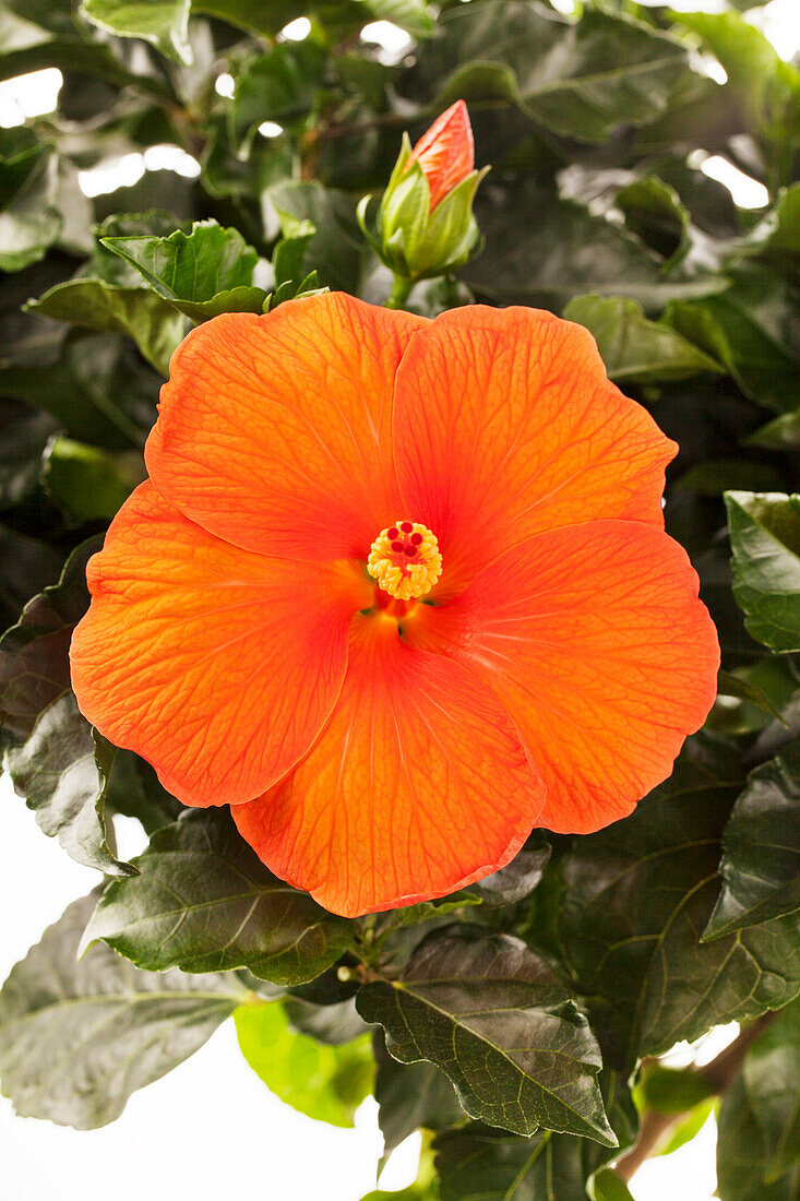 Hibiscus 'Sunny Cities'®