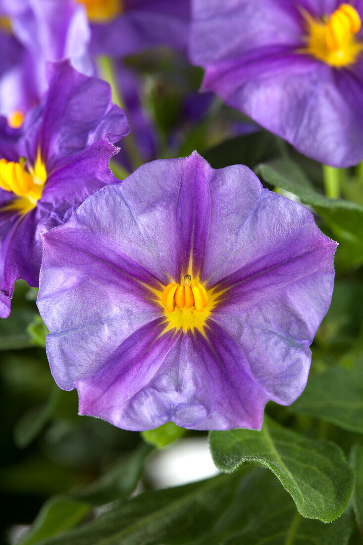 Solanum rantonnetii 'Blue Fountain'