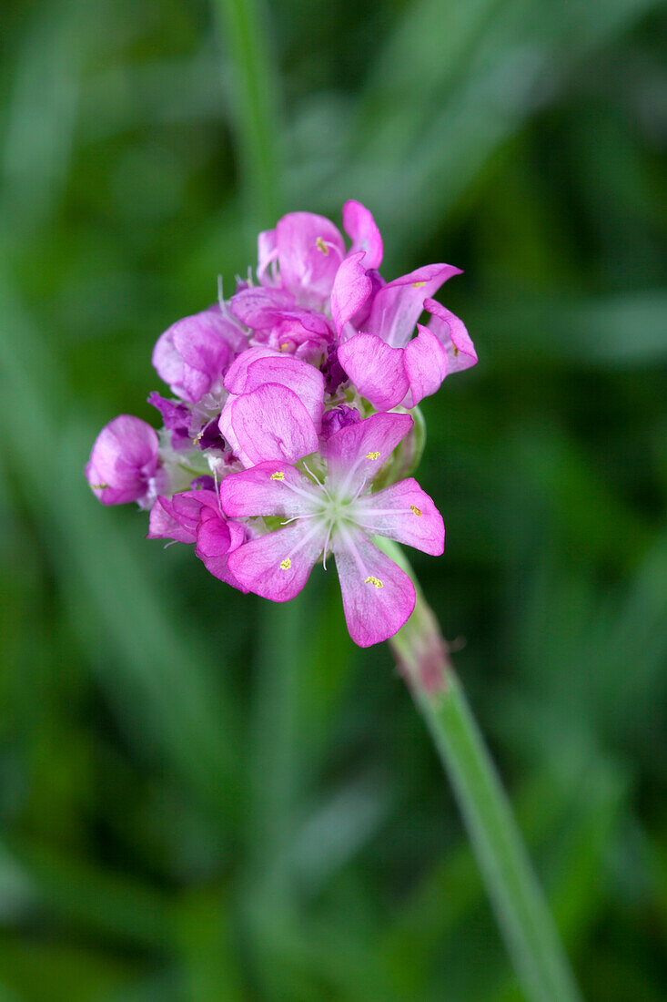 Armeria