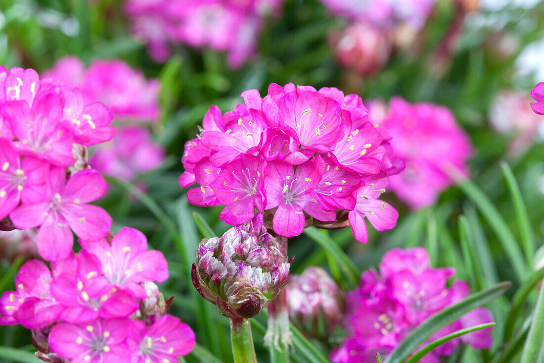 Armeria maritima