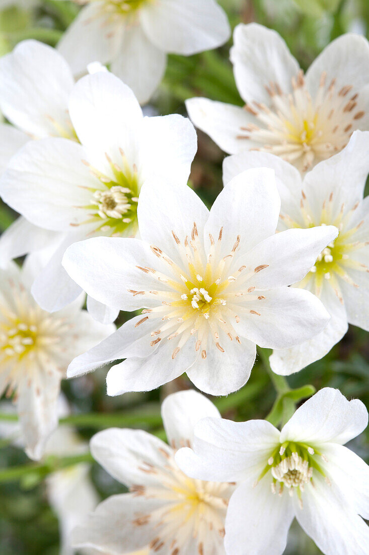 Clematis armandii 'Tai Yang'