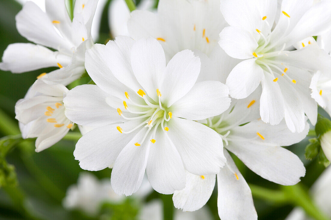 Lewisia