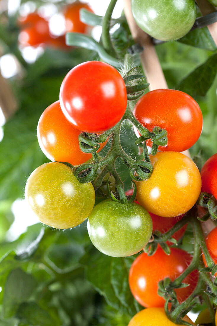 Solanum lycopersicum 'Cherry Rot'