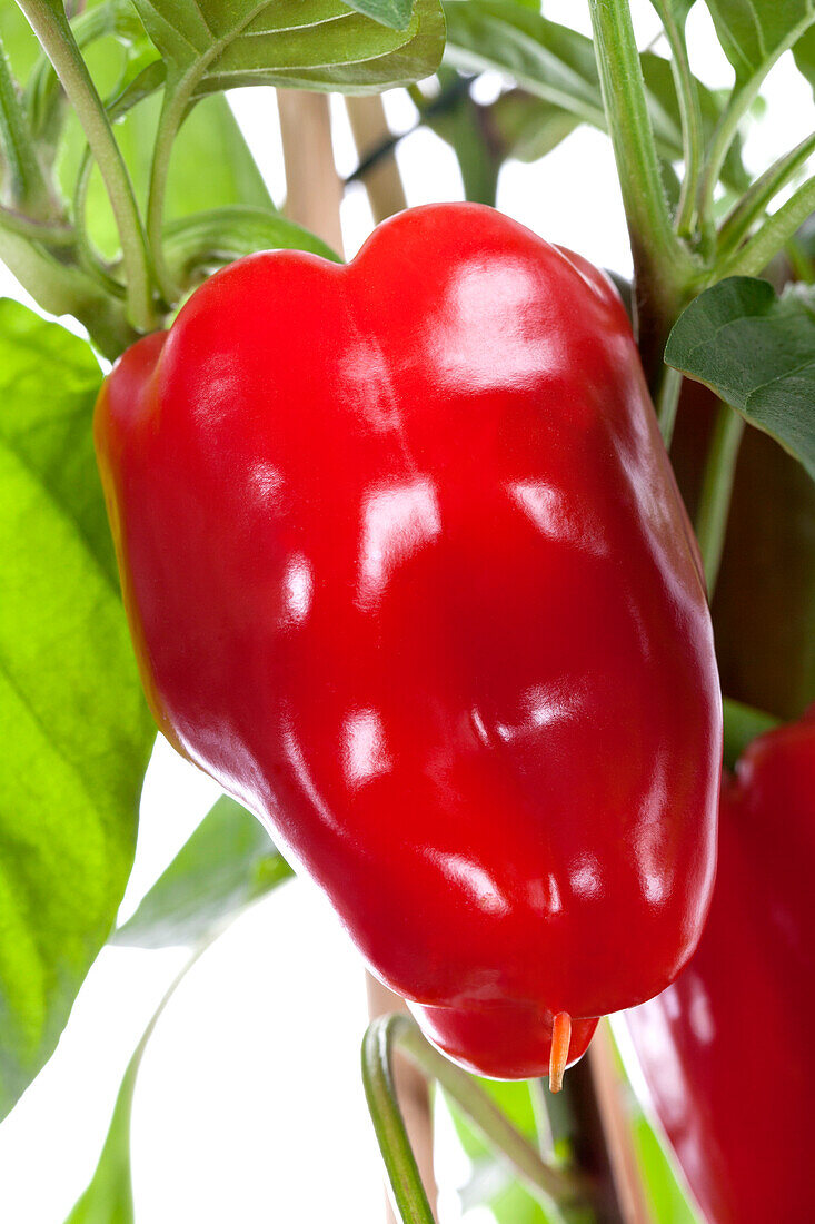 Capsicum annuum