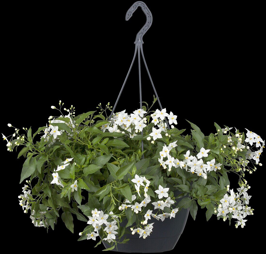 Solanum jasminoides, white