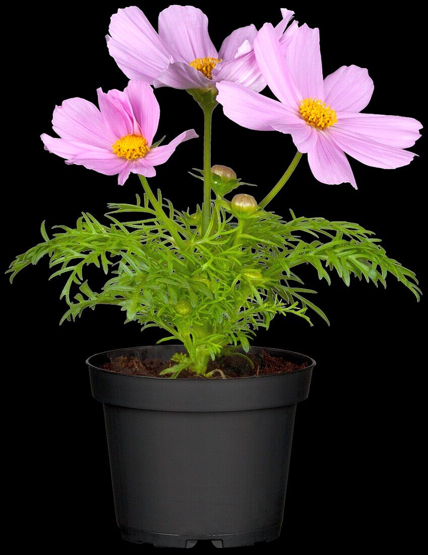 Cosmos bipinnatus, pink