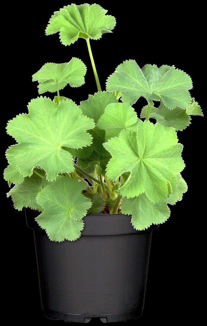 Alchemilla mollis