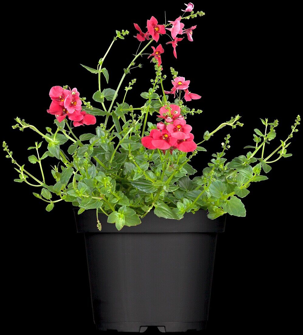 Diascia barberae