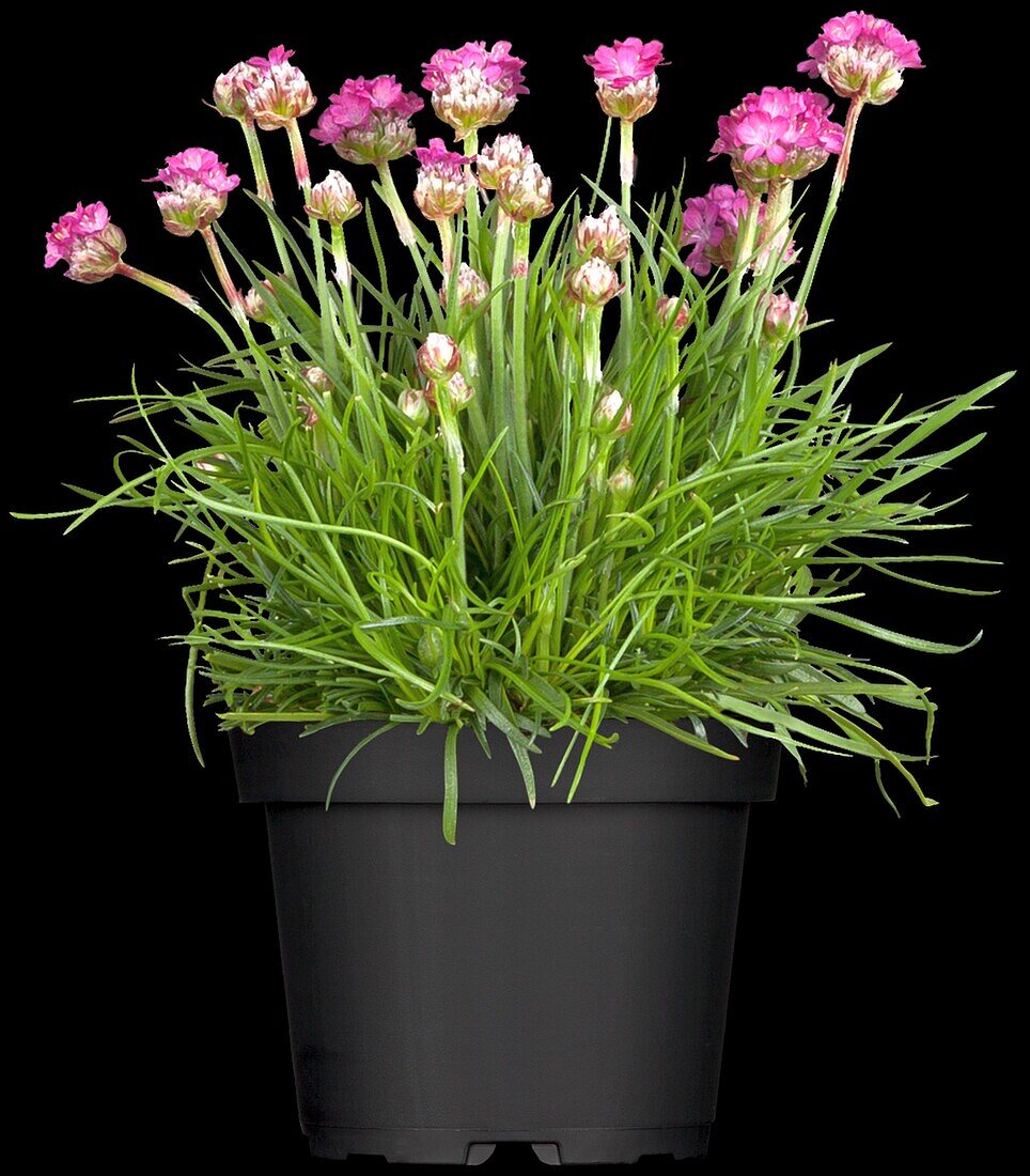 Armeria maritima