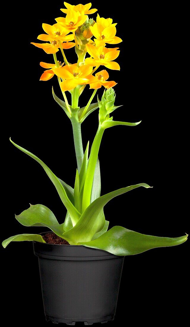 Ornithogalum dubium