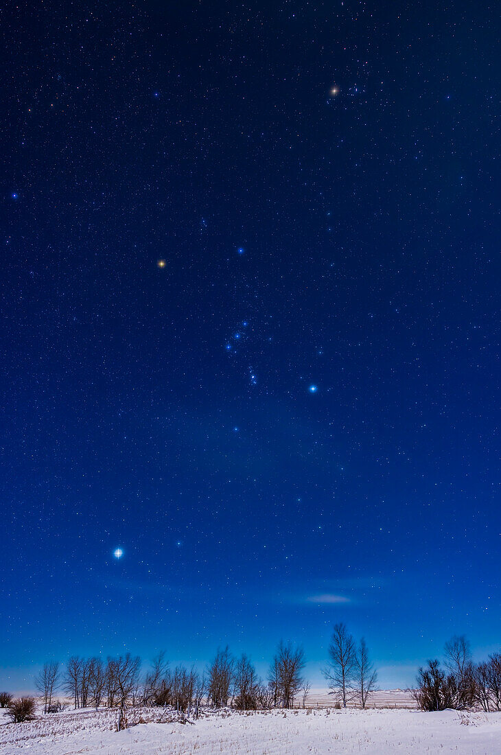 Orion und die Wintersterne und -sternbilder am mondbeschienenen Himmel, in einer kalten (-20°C) Winternacht am 28. Januar 2023. Über dem Orion sind Aldebaran und der Hyaden-Sternhaufen im Stier zu sehen. Unterhalb des Orion befindet sich Sirius im Canis Major. Der rote Riese Betelgeuse und der blaue Riese Rigel sind oberhalb und unterhalb des Gürtels gut zu erkennen. Das Licht des ersten Viertelmondes außerhalb des Bildes beleuchtet die Landschaft. Dies ist eine gute Illustration dafür, wie die Gürtelsterne im Orion nach oben zu Aldebaran und nach unten zu Sirius zeigen.