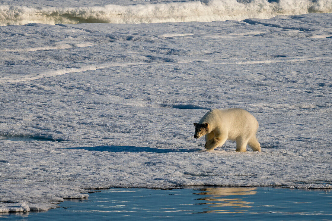 Eisbär (Ursus maritimus) auf dem Meereis, Wahlbergoya, Svalbard Inseln, Norwegen.