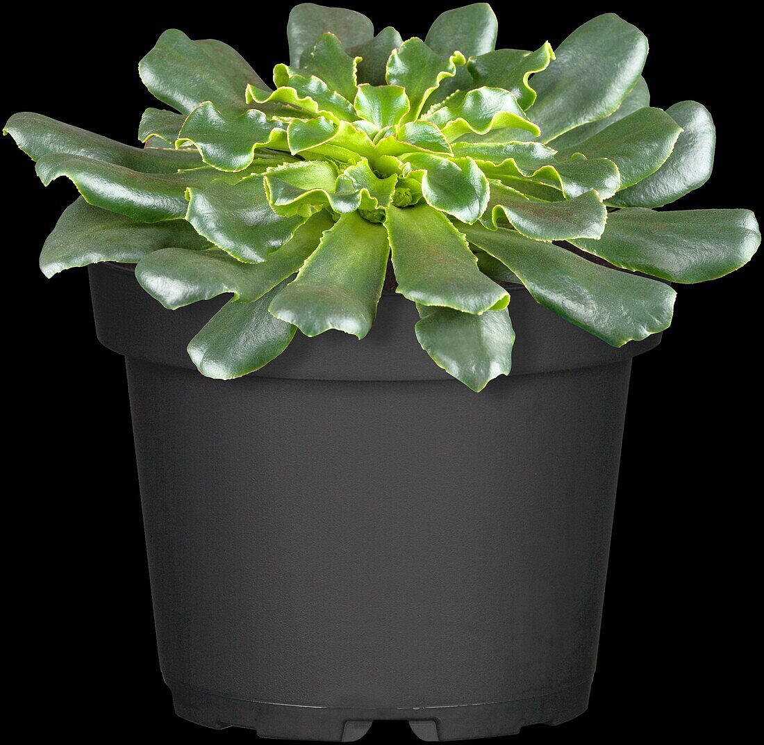 Lewisia cotyledon