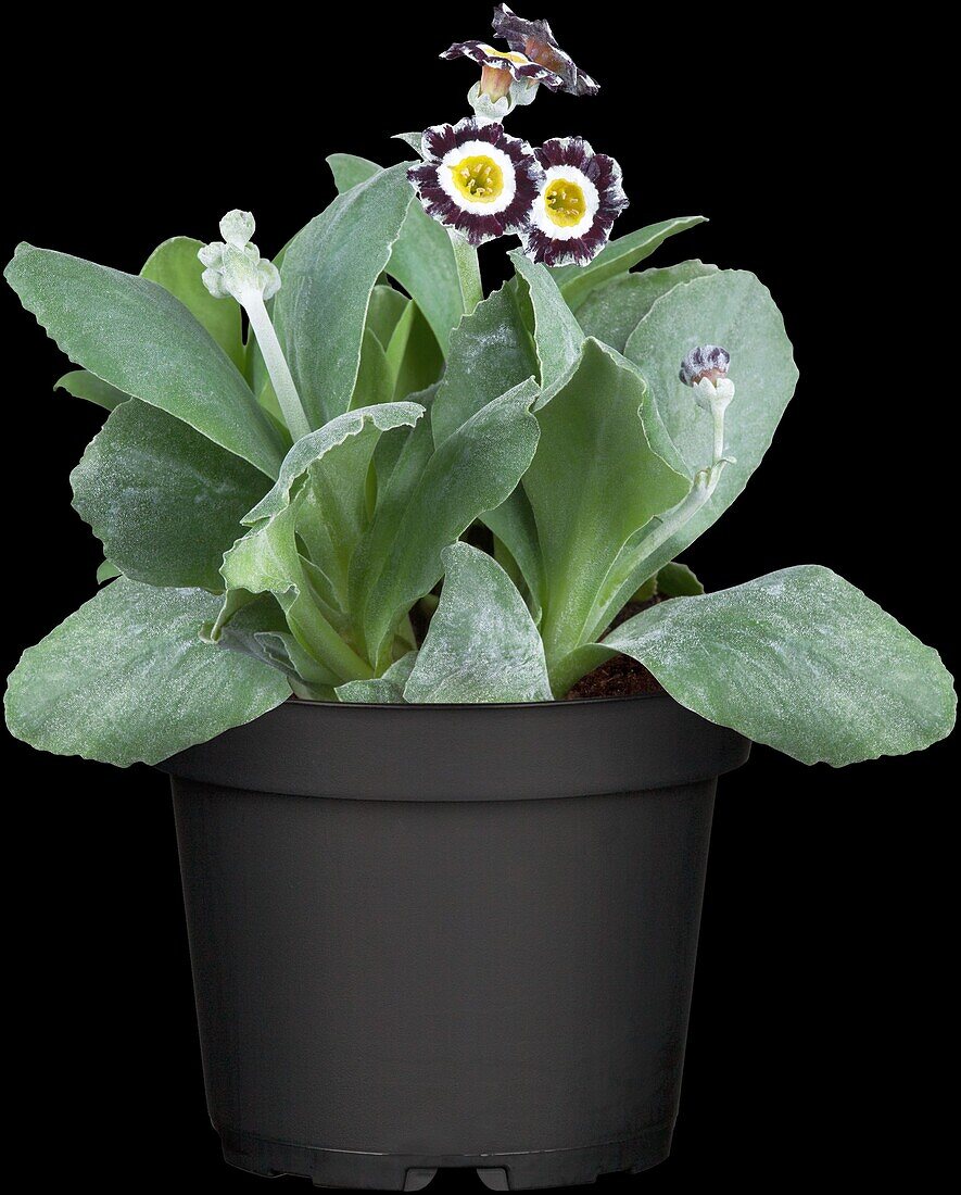 Primula auricula