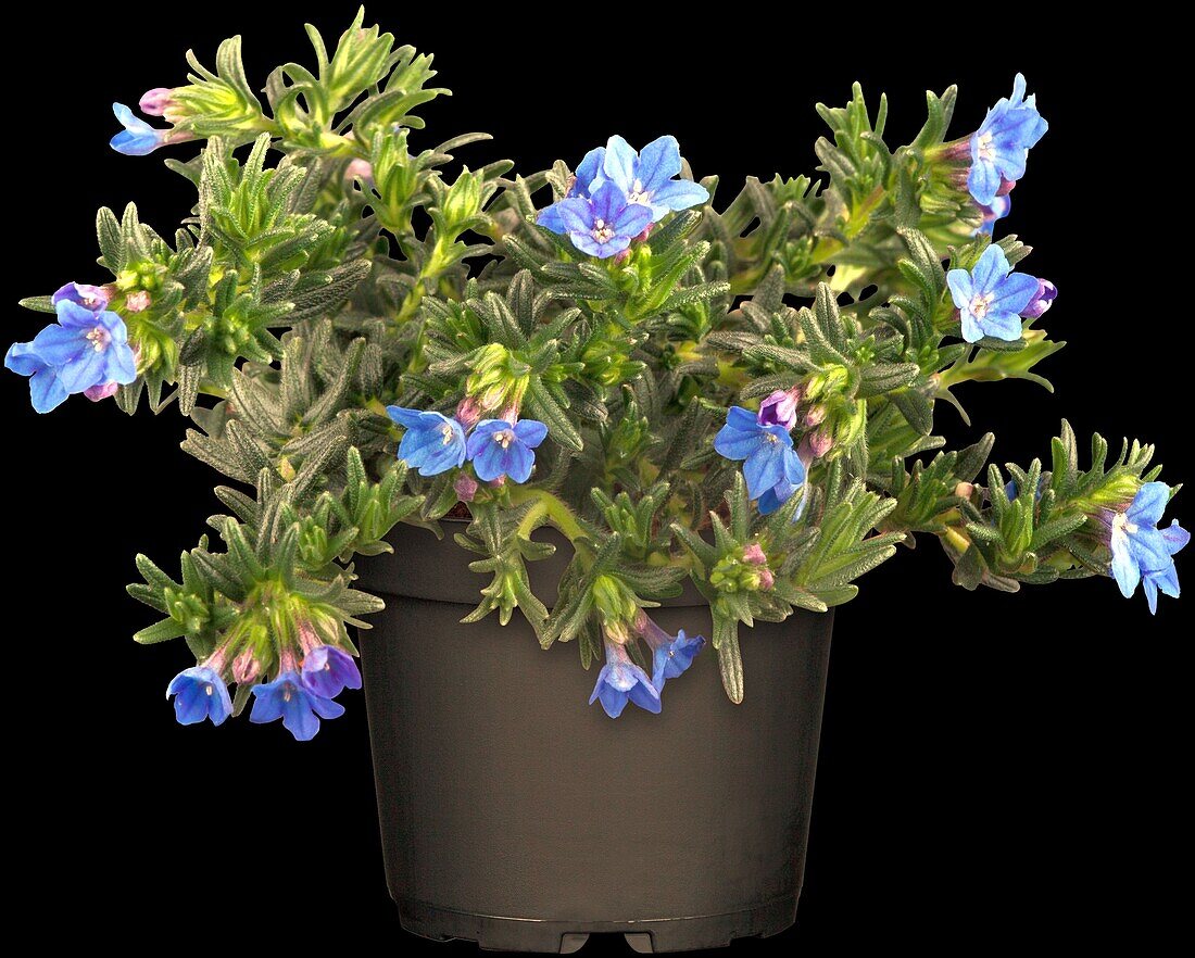 Lithodora diffusa 'Heavenly Blue