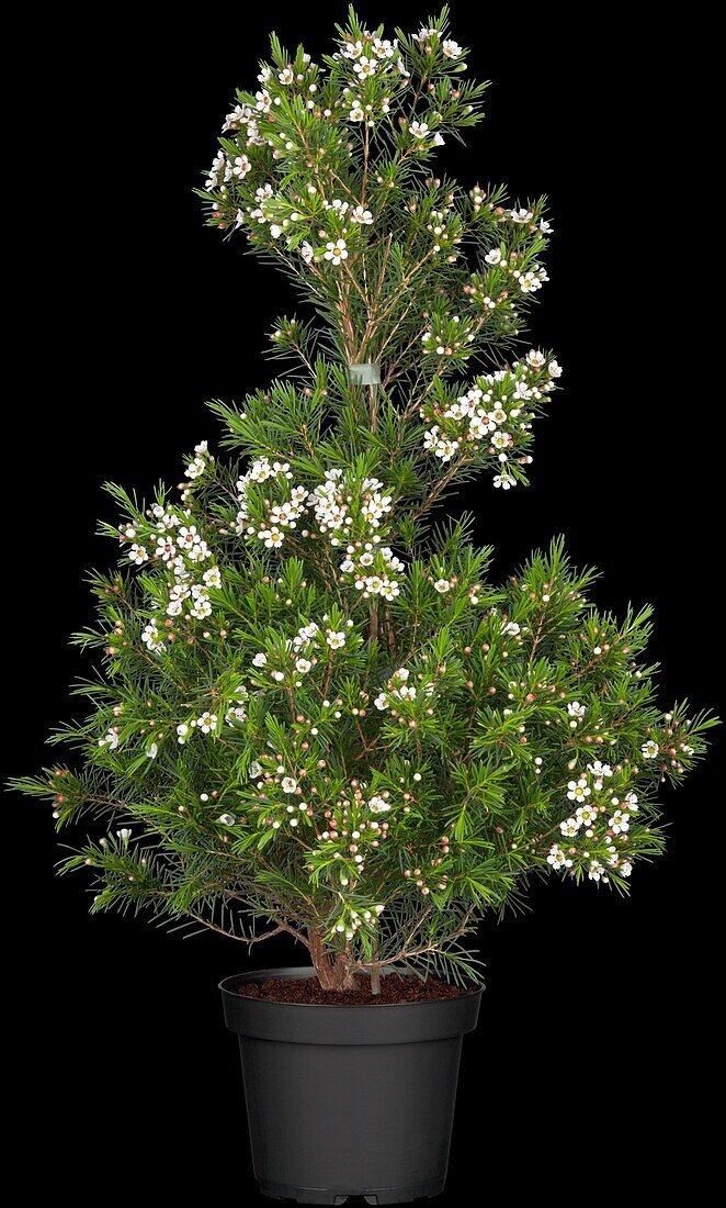 Chamelaucium uncinatum