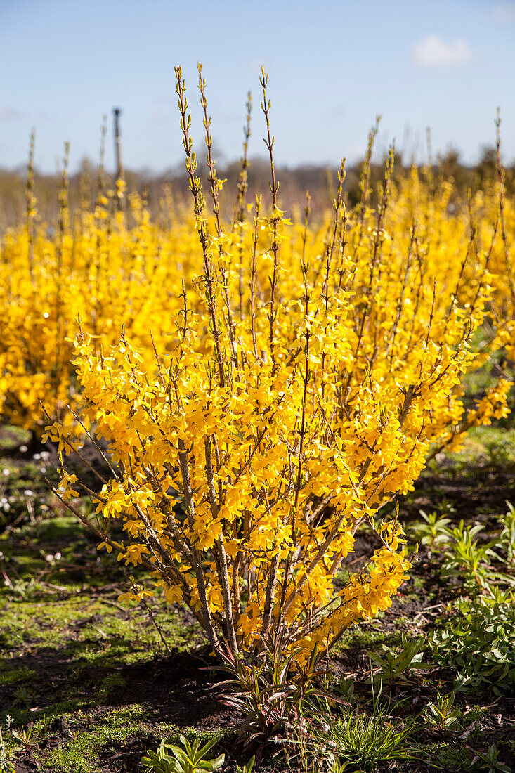 Forsythia x intermedia