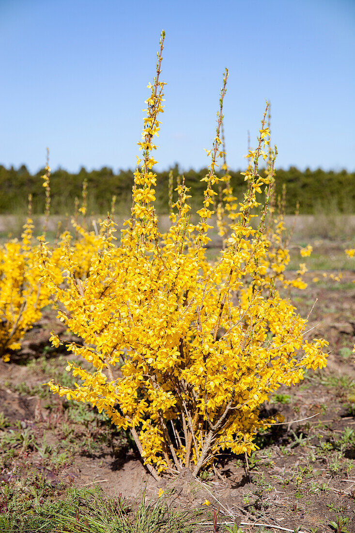 Forsythia x intermedia 'Week End'®