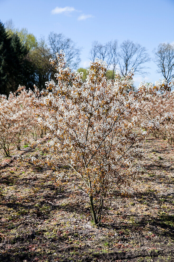 Amelanchier lamarckii