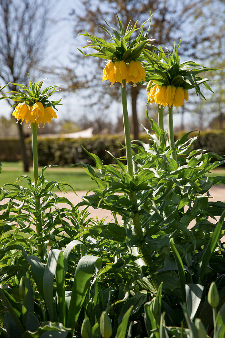 Fritillaria imperialis 'Maxima Lutea'