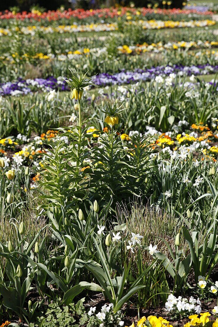 Fritillaria imperialis 'Lutea Maxima