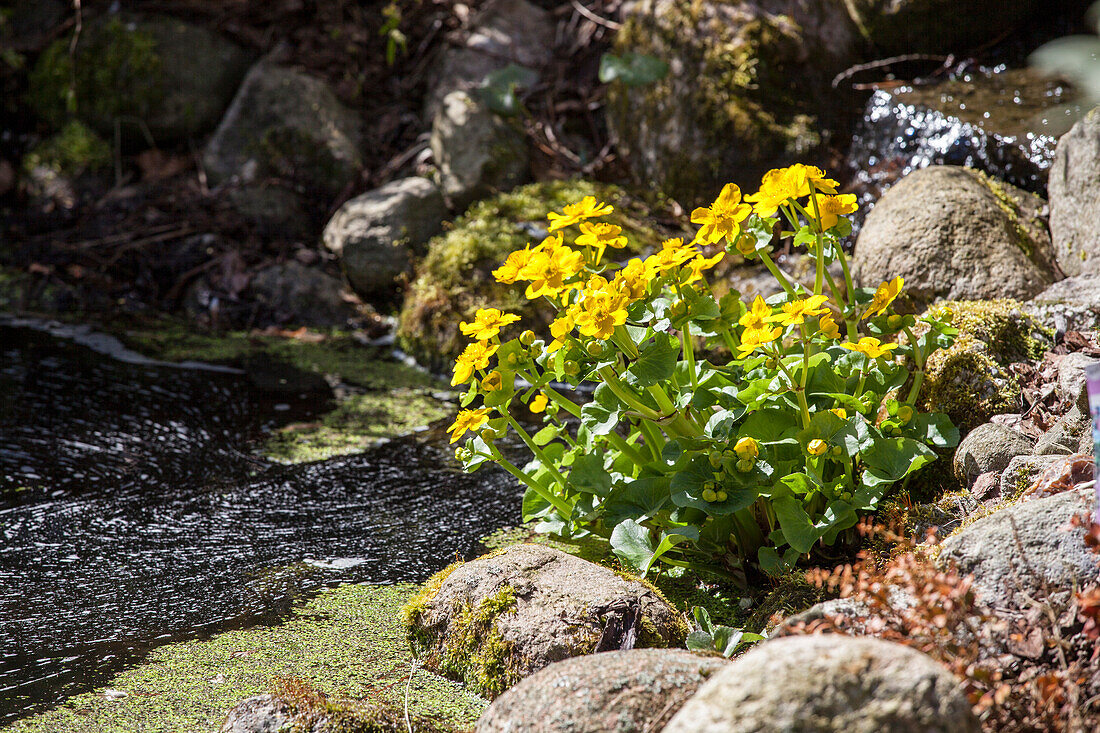 Caltha palustris