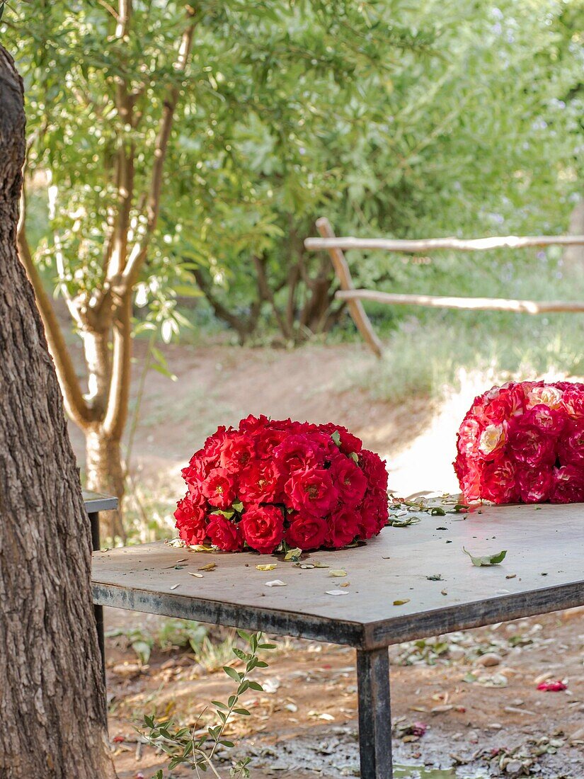 Morocco, Marrakesh, Beldi Country Club, Story: Fairytale rose garden