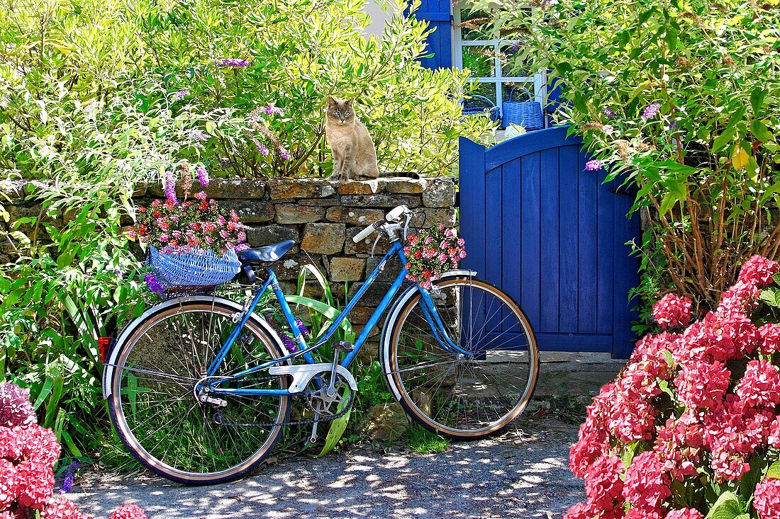 France, Finistere, Pays de l'Aven, Névez, thatched cottage village of Kerascoët, cat on a stone wall and blue bicycle with flowers