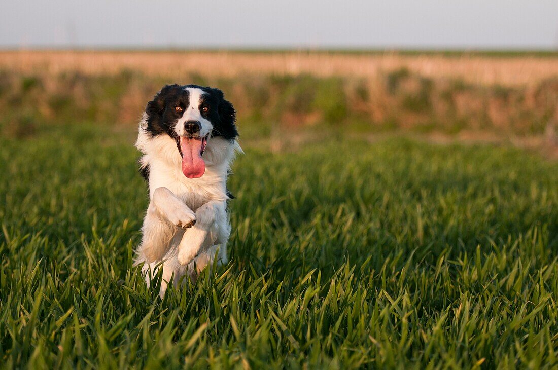 Frankreich, Somme, Crécy-en-Ponthieu, Hund Border-Collie