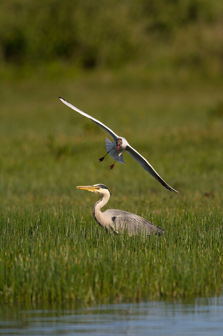 France, Somme, Somme Bay, Le Crotoy, Crotoy marsh, Gray Heron (Ardea cinerea, Gray Heron) attacked by seagulls that protect their juvenile