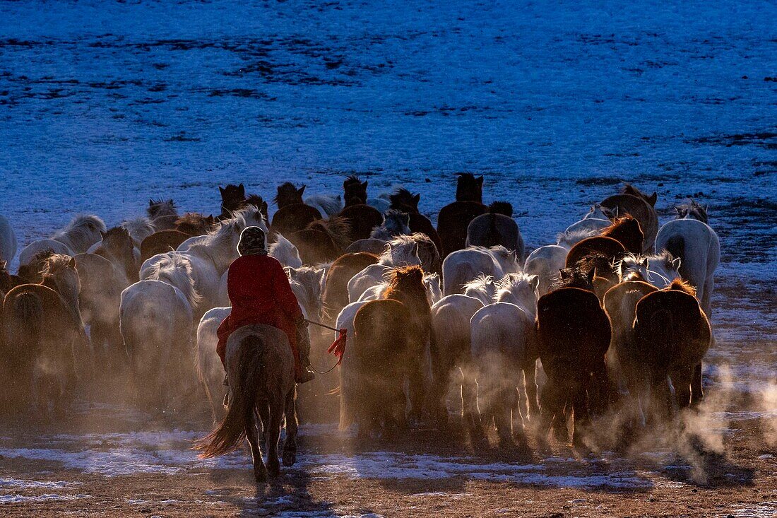 China, Inner Mongolia, Hebei Province, Zhangjiakou, Bashang Grassland, Mongolian horsemen lead a troop of horses running in a meadow covered by snow