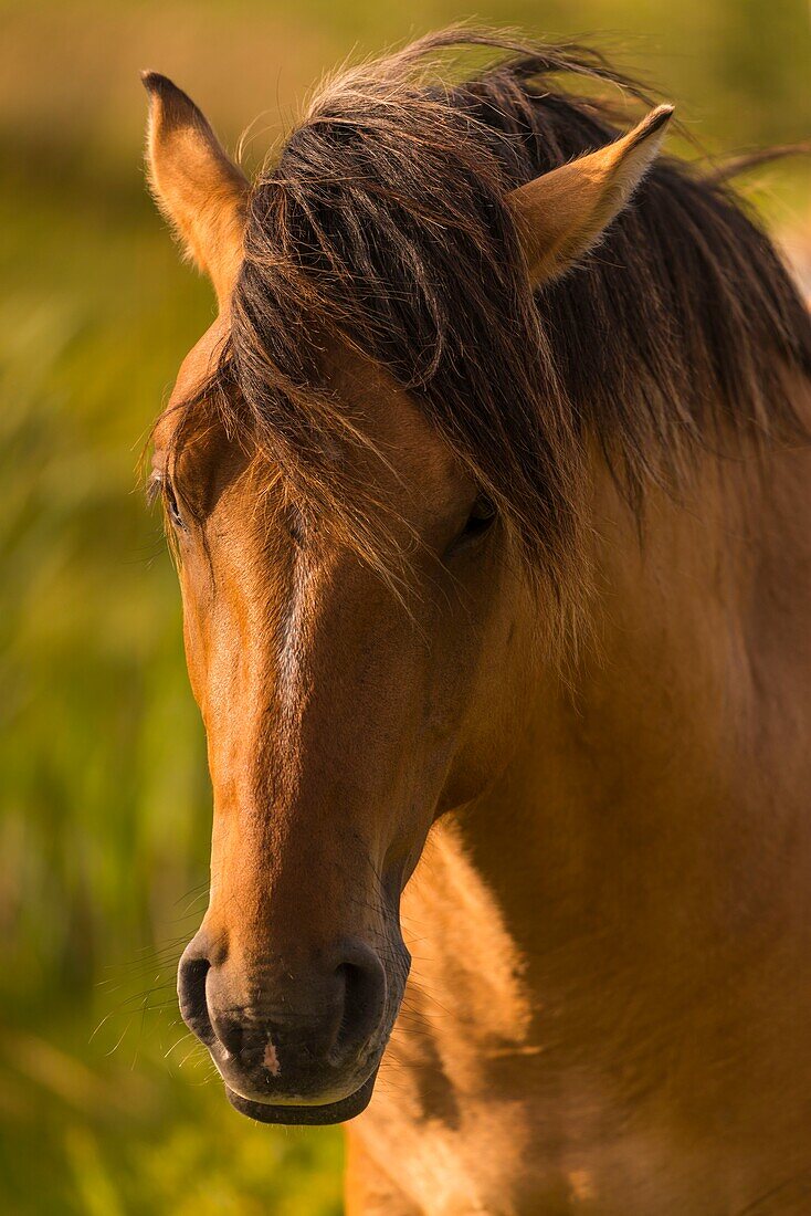 France, Somme, Baie de Somme, Le Crotoy, Henson horses in the marshes, this breed was created in the Bay of Somme for equestrian walk and eco-grazing