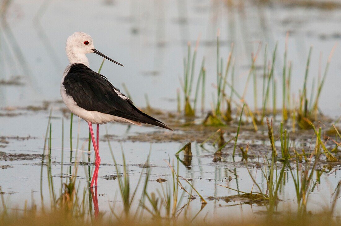 France, Somme, Somme Bay, Cayeux-sur-mer, Ault, Le Hâble d'Ault, Black-winged Stilt(Himantopus himantopus)