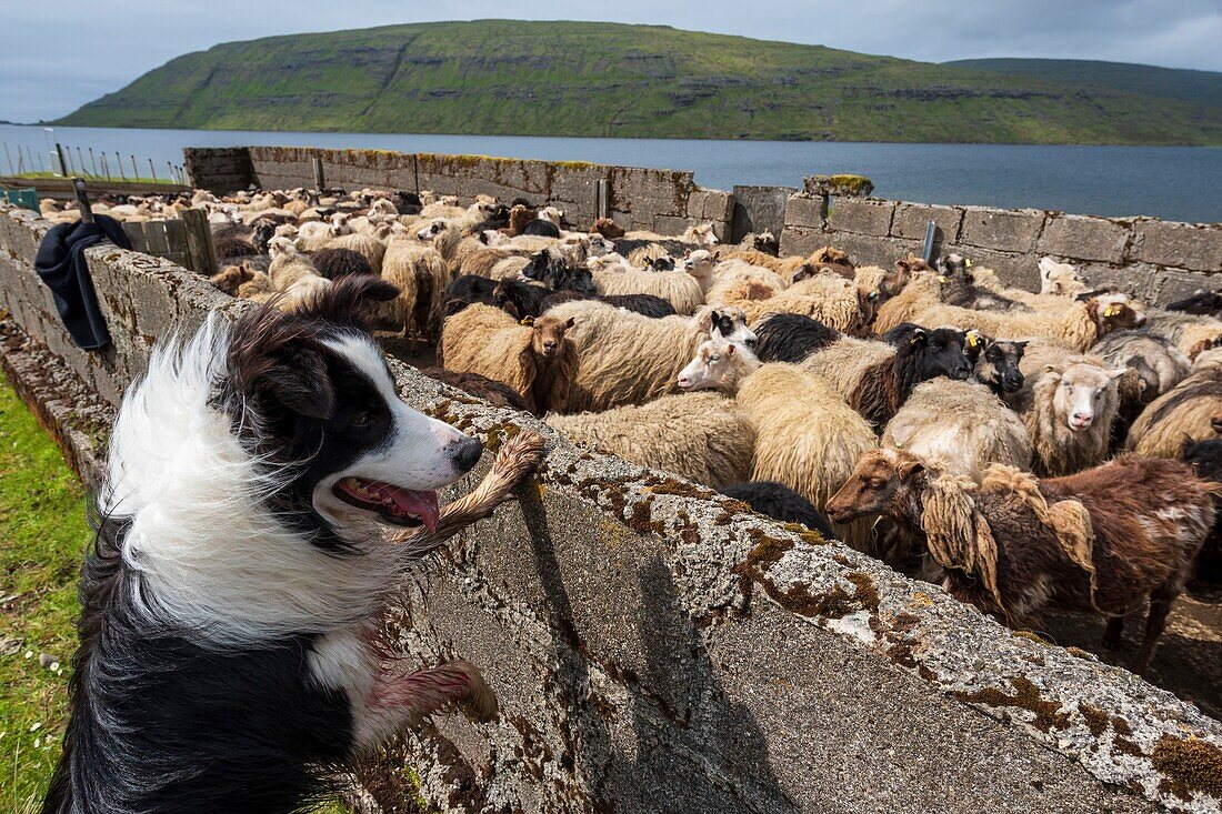 Dänemark, Färöer Inseln, Insel Vagar, See Leitisvatn, Schafe