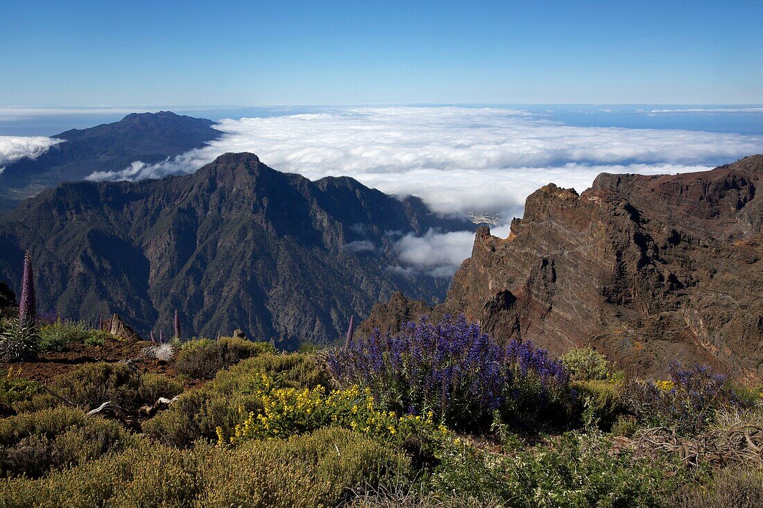 Spain, Canary Islands, Palma Island, Roque de Los Muchachos, ground carpeted with flowers above the Caldera de Taburiente