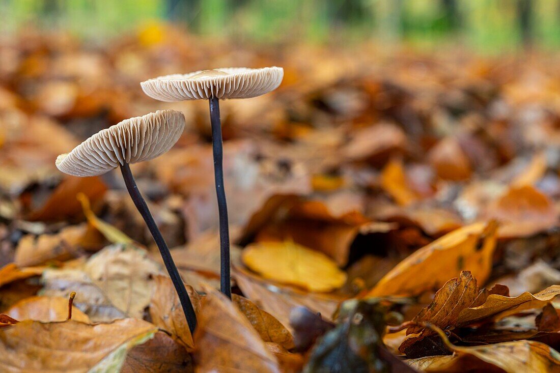 Frankreich, Somme, Crecy en Ponthieu, Wald von Crecy, Waldpilze, Marasmius alliaceus / Mycetinis alliaceus